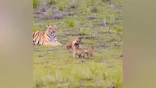 Tiger Rare Video: ఇది చాలా రేర్ వీడియో..అమ్మ ముందు పులి పిల్లల అల్లరి మాములుగా లేదు..