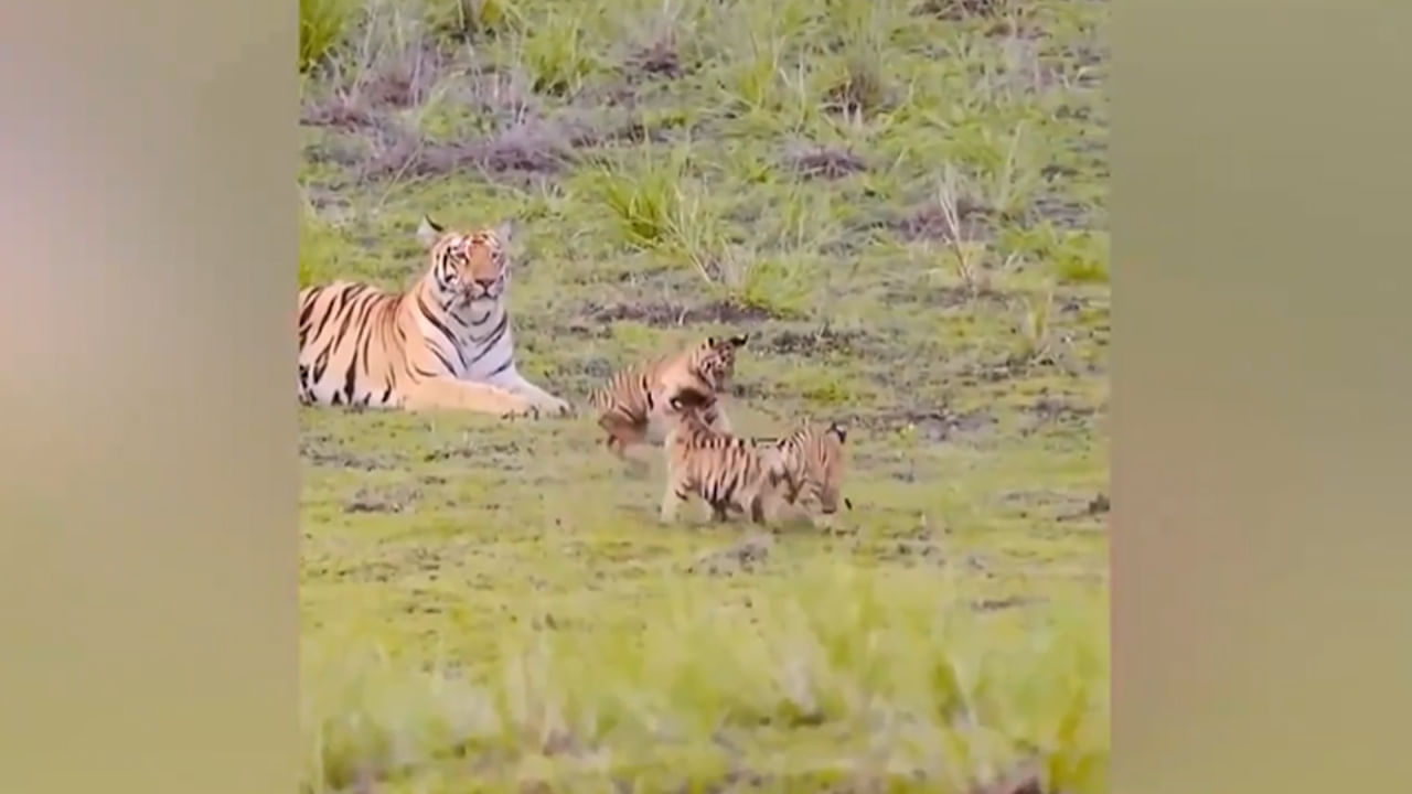 Tiger Rare Video: ఇది చాలా రేర్ వీడియో..అమ్మ ముందు పులి పిల్లల అల్లరి మాములుగా లేదు..