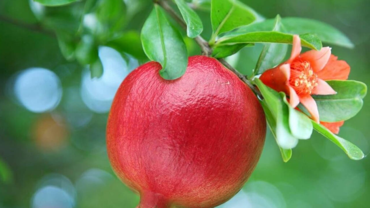 చాలా మంది దానిమ్మ పండ్లు తినడానికే ఎక్కువ ఇష్టపడుతారు. ఎందుకంటే దానిమ్మ పండ్లు తినడానికి రుచిగా ఉండటమే కాకుండా, ఆరోగ్యానికి కూడా చాలా మంచిది. అయితే పండ్ల కంటే దానిమ్మ ఆకులతోనే అనేక ఆరోగ్య ప్రయోజనాలు ఉన్నాయంట. ముఖ్యంగా కడుపు సంబంధ సమస్యలతో బాధపడే వారికి దానిమ్మ ఆకులు చాలా మంచిదని చెప్తున్నారు ఆరోగ్య నిపుణులు.