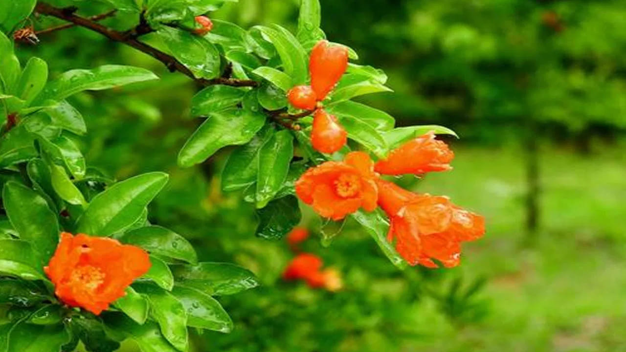 దానిమ్మ ఆకుల్లో మంచి ఔషధ గుణాలు ఉన్నాయంట. అందువల వీటి రసం తాగడం వలన కామెర్ల వ్యాధి, డయేరియా, మలబద్ధకం సమస్యతో బాధపడే వారు ఆ సమస్యల నుంచి త్వరగా ఉపశమనం పొందుతారంట. ముఖ్యంగా ఇది జీర్ణక్రియ సాఫీగా సాగేలా చేస్తుందంట.