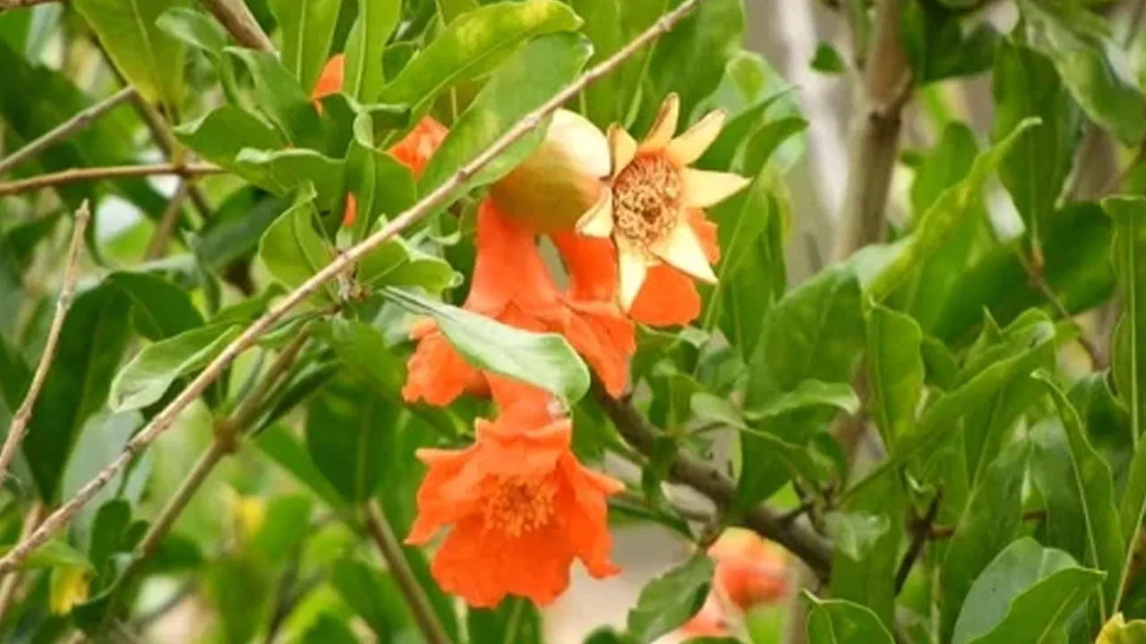 అలాగే సీజనల్ వ్యాధులైన దగ్గు, జలుబు సమస్యలతో బాధపడే వారికి కూడా దానిమ్మ ఆకుల రసం వరం అంటున్నారు ఆరోగ్య నిపుణులు. వీటిని రసాన్ని కాస్త గోరు వెచ్చగా ఉన్నప్పుడు తాగడం వలన జలుబు, దగ్గు సమస్యల నుంచి ఉపశమనం లభిస్తుందంట.