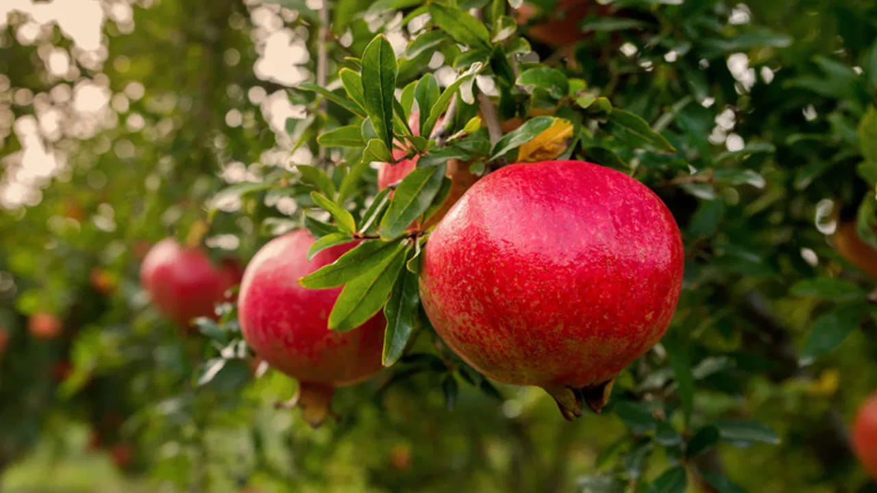 వీటికే కాకుండా దానిమ్మ ఆకుల పేస్ట్ చర్మ వ్యాధుల నుంచి కూడా రక్షణకల్పిస్తుందని చెబుతున్నారు ఆరోగ్య నిపుణులు. అందువలన తప్పకుండా వీటిని మీ డైట్ లో చేర్చుకోవాలని వారు సూచిస్తున్నారు. ( పై సమాచారం ఇంటర్నెట్ ఆధారంగా మాత్రమే ఇచ్చినది. వైద్యులు దీనిని ధృవీకరించలేదు)