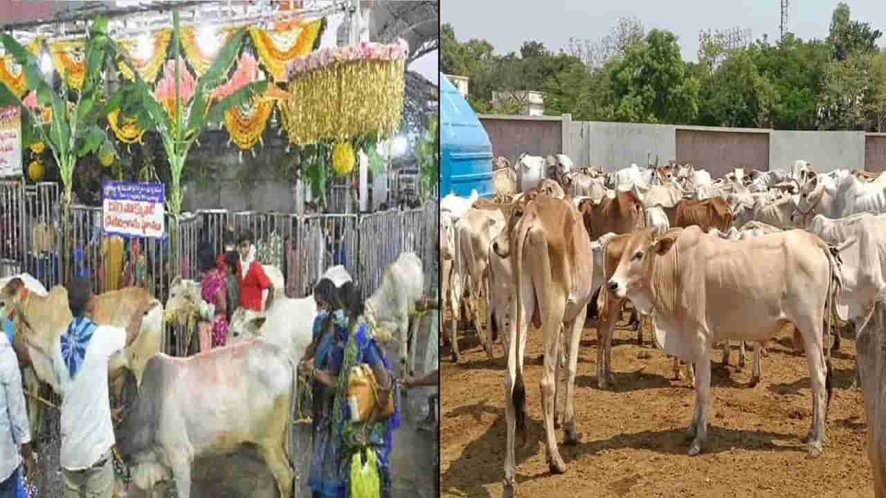 ఆగని రాజన్న కోడెల మరణాలు.. 5 రోజుల్లో 26 మృతి.. హరీష్ రావు సంచలన వ్యాఖ్యలు..