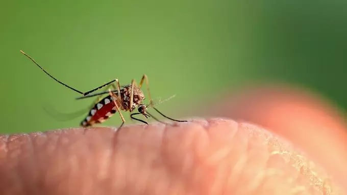 Dengue Alert: విజృంభిస్తున్న కేసులు.. ఈ లక్షణాలు లేకపోయినా డెంగీనే!