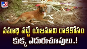 సమాధి వద్దే యజమాని రాక కోసం కుక్క ఎదురుచూపులు సమాధి వద్దే యజమాని రాక కోసం కుక్క ఎదురుచూపులు