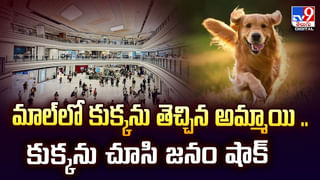 వీధుల్లో జీబ్రా పరుగులు .. పట్టుకున్న విధానంలో ట్విస్ట్‌!