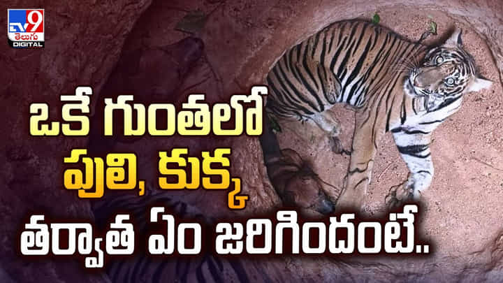 ఒకే గుంతలో పులి, కుక్క.. తర్వాత ఏం జరిగిందంటే.. ఒకే గుంతలో పులి, కుక్క.. తర్వాత ఏం జరిగిందంటే..