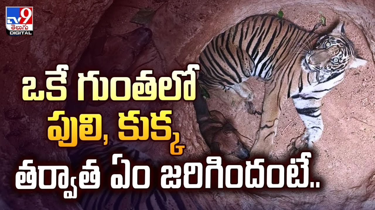 ఒకే గుంతలో పులి, కుక్క.. తర్వాత ఏం జరిగిందంటే..