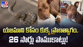 యజమాని కోసం కుక్క ప్రాణత్యాగం.. 26 సార్లు పాముకాట్లు వీడియో యజమాని కోసం కుక్క ప్రాణత్యాగం.. 26 సార్లు పాముకాట్లు వీడియో