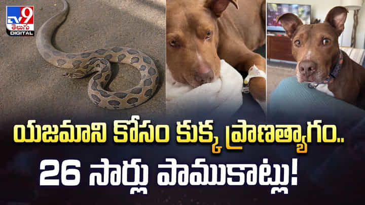 యజమాని కోసం కుక్క ప్రాణత్యాగం.. 26 సార్లు పాముకాట్లు వీడియో యజమాని కోసం కుక్క ప్రాణత్యాగం.. 26 సార్లు పాముకాట్లు వీడియో