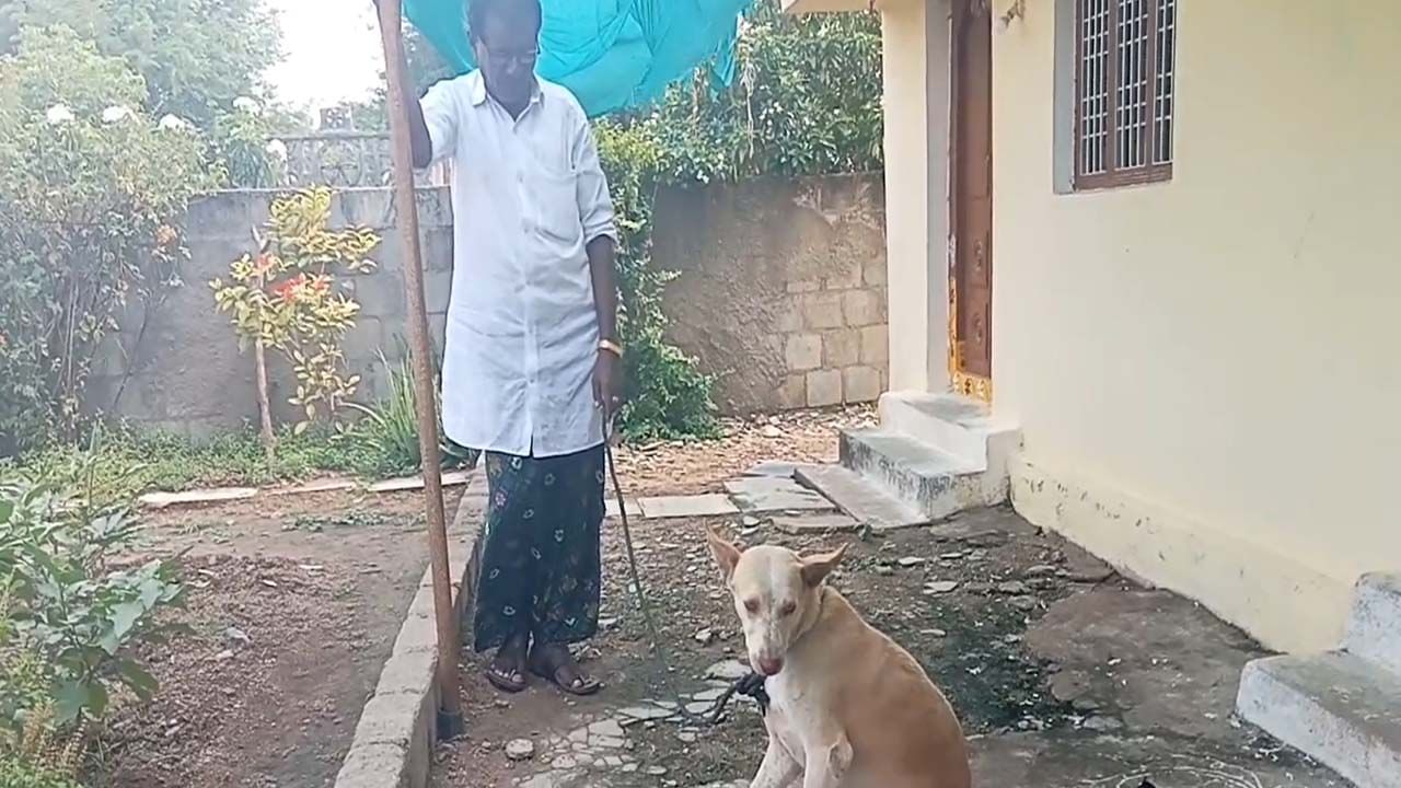 విశ్వాసం అంటే ఇదే.. వద్దనుకుని 70 కి.మీ. దూరంలో వదిలేసినా.. 5రోజులకు ఇంటికి వచ్చిన శునకం!