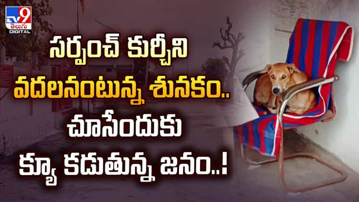 సర్పంచ్ కుర్చీని వదలనంటున్న శునకం.. చూసేందుకు క్యూ కడుతున్న జనం సర్పంచ్ కుర్చీని వదలనంటున్న శునకం.. చూసేందుకు క్యూ కడుతున్న జనం