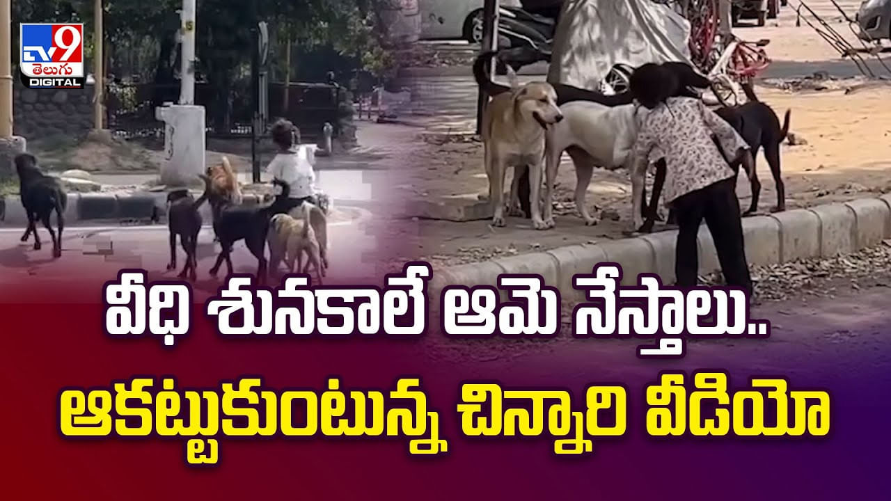 వీధి శునకాలే ఆమె నేస్తాలు.. ఆకట్టుకుంటున్న చిన్నారి వీడియో
