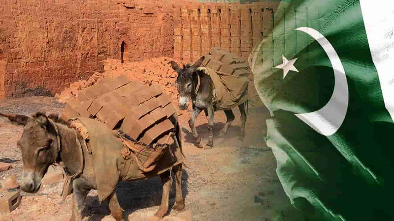 గాడిదల ఉనికికే ప్రమాదం..! గాడిదలతో ఏటా రూ. 58,000 కోట్లు వ్యాపారం చేస్తున్న చైనా!