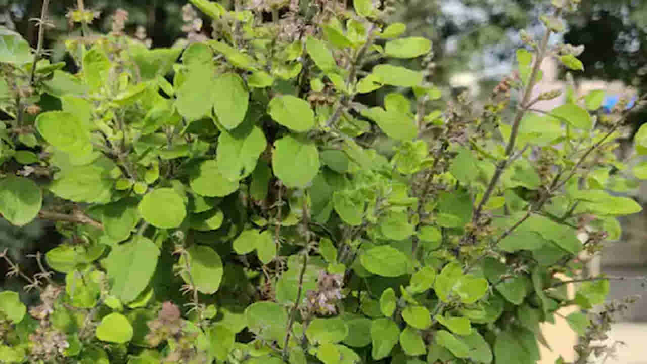 Tulasi Leaves: తులసి దళాలు నమలవద్దు అనే ఆధ్యాత్మిక నమ్మకం వెనుక సైంటిఫిక్ రీజన్ ఏమిటంటే