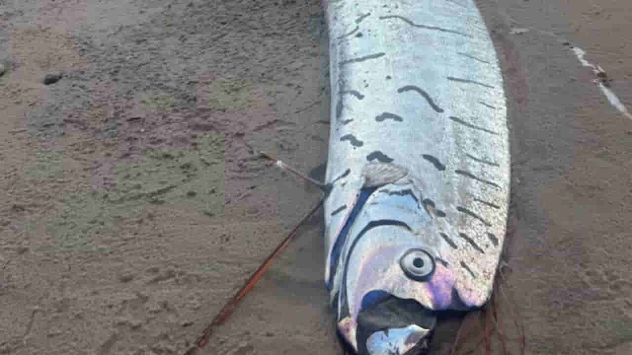 Viral Video: ఏదో ప్రళయం వచ్చే ముందే ఈ చేపలు కనిపిస్తాయట.. తీరానికి కొట్టుకొచ్చిన డూమ్స్​ డే ఫిష్‌