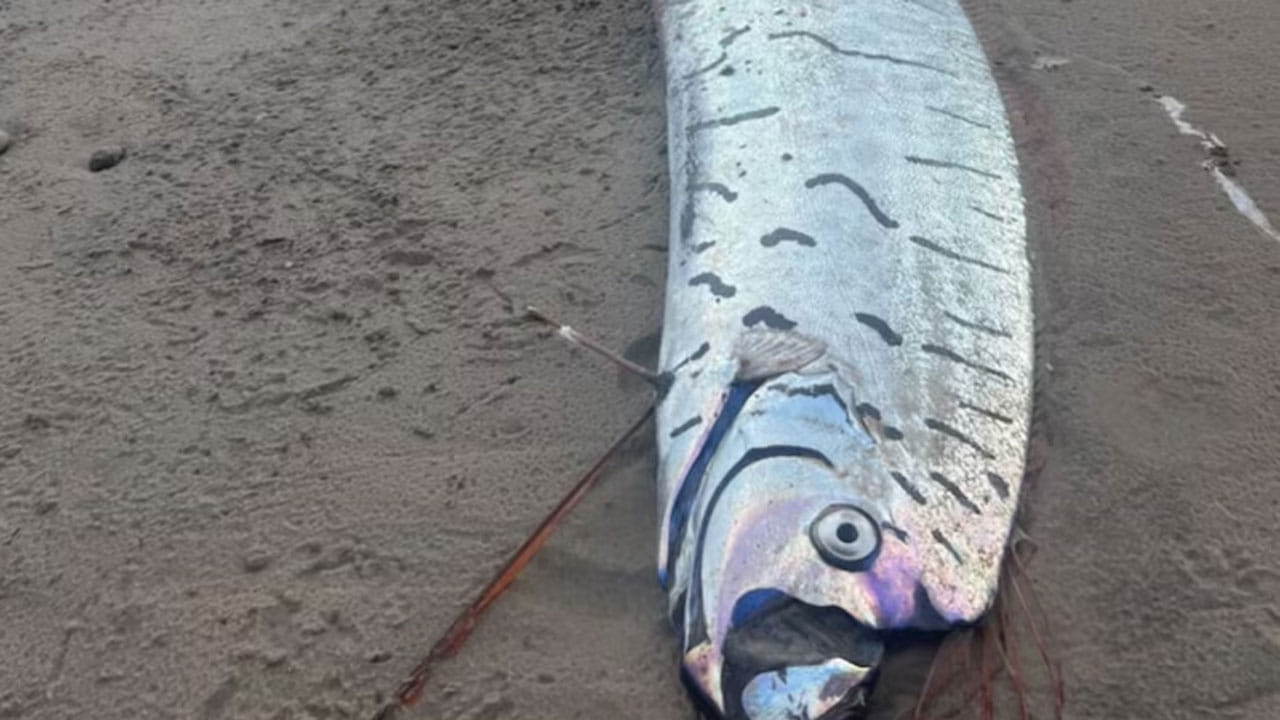 Viral Video: ఏదో ప్రళయం వచ్చే ముందే ఈ చేపలు కనిపిస్తాయట.. తీరానికి కొట్టుకొచ్చిన డూమ్స్ డే ఫిష్