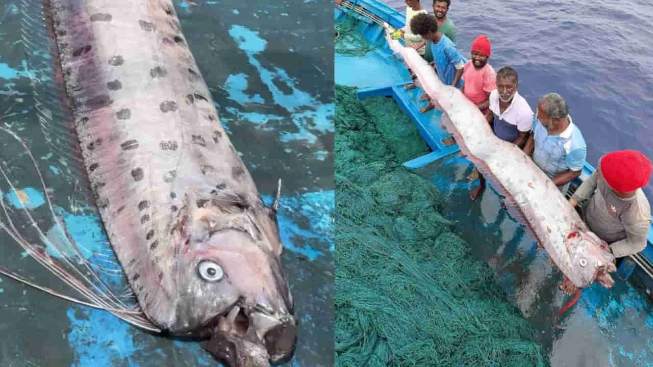 Doomsday Fish: తమిళనాడు సముద్ర తీరంలో 30 అడుగుల విచిత్ర చేప.. భారీ విపత్తు తప్పదంటూ భయం! కారణం ఏంటంటే..?