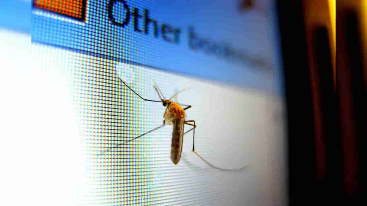 Watch: వామ్మో.. డ్రాగన్ కంట్రీ కంత్రీ ప్లాన్.. దోమ సైజులో డ్రోన్ల తయారీ.. చూస్తే అవాక్కే..!