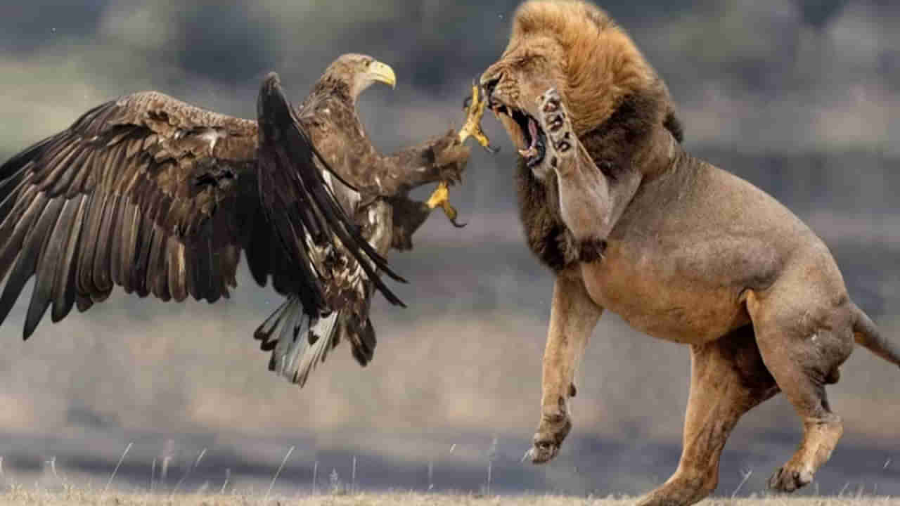 Viral Video: అడవి రాజు సింహంతో గద్ద యుద్ధం.. చివరకు గెలిచింది ఎవరో తెలిస్తే..