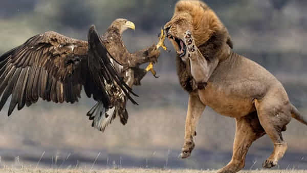 Viral Video: అడవి రాజు సింహంతో గద్ద యుద్ధం.. చివరకు గెలిచింది ఎవరో తెలిస్తే..