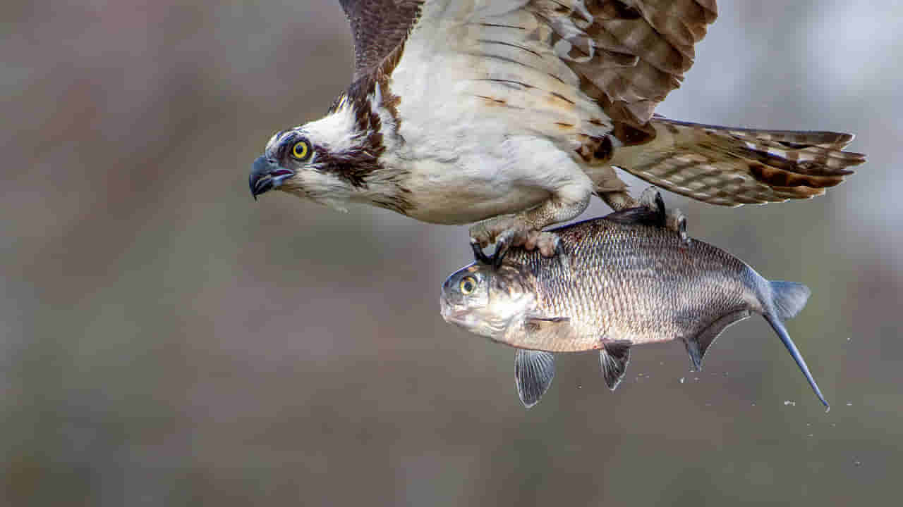 Eagle Fish Hunt: కళ్ళు చెదిరే వేట.. రాకాసి చేపను పట్టి, హాయిగా సేద తీరాలనుకుంది.. అంతలోనే..