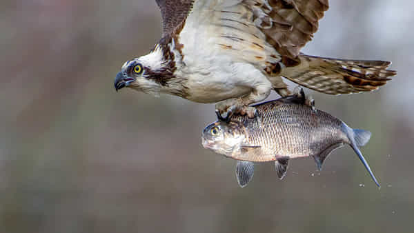 Eagle Fish Hunt: కళ్ళు చెదిరే వేట.. రాకాసి చేపను పట్టి, హాయిగా సేద తీరాలనుకుంది.. అంతలోనే..
