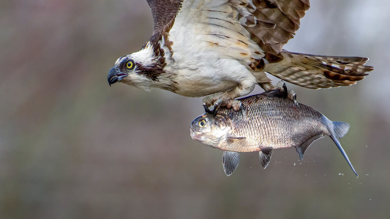 Eagle Fish Hunt: కళ్ళు చెదిరే వేట.. రాకాసి చేపను పట్టి, హాయిగా సేద తీరాలనుకుంది.. అంతలోనే..