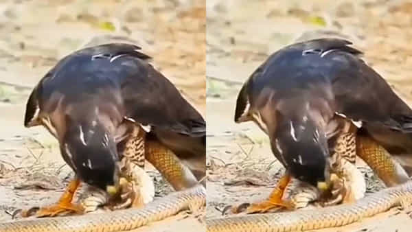 Viral Video: పామును వేటాడి తొక్కిపట్టిన డేగ - ఆ తర్వాత సీన్ను మీరు ఊహించలేరు