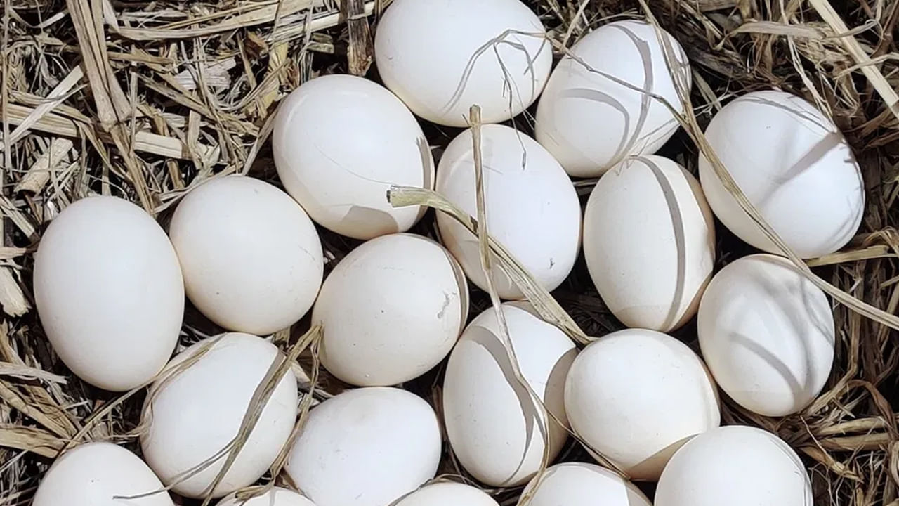 అయితే కొన్ని గుడ్లలో అప్పుడప్పుడు రక్తపు చుక్కలు కనిపిస్తాయి. సైన్స్ భాషలో దీనిని మీట్ స్పాట్ అంటారు. గుడ్డు ఫలదీకరణం చెందిందని దీని అర్థం కాదు. కోడి శరీరంలో గుడ్డు తయారవుతున్నప్పుడు రక్తనాళాలు దెబ్బతింటాయి. దాని ప్రభావం వల్లనే గుడ్డులో రక్తం చుక్కలు కనిపిస్తాయి.