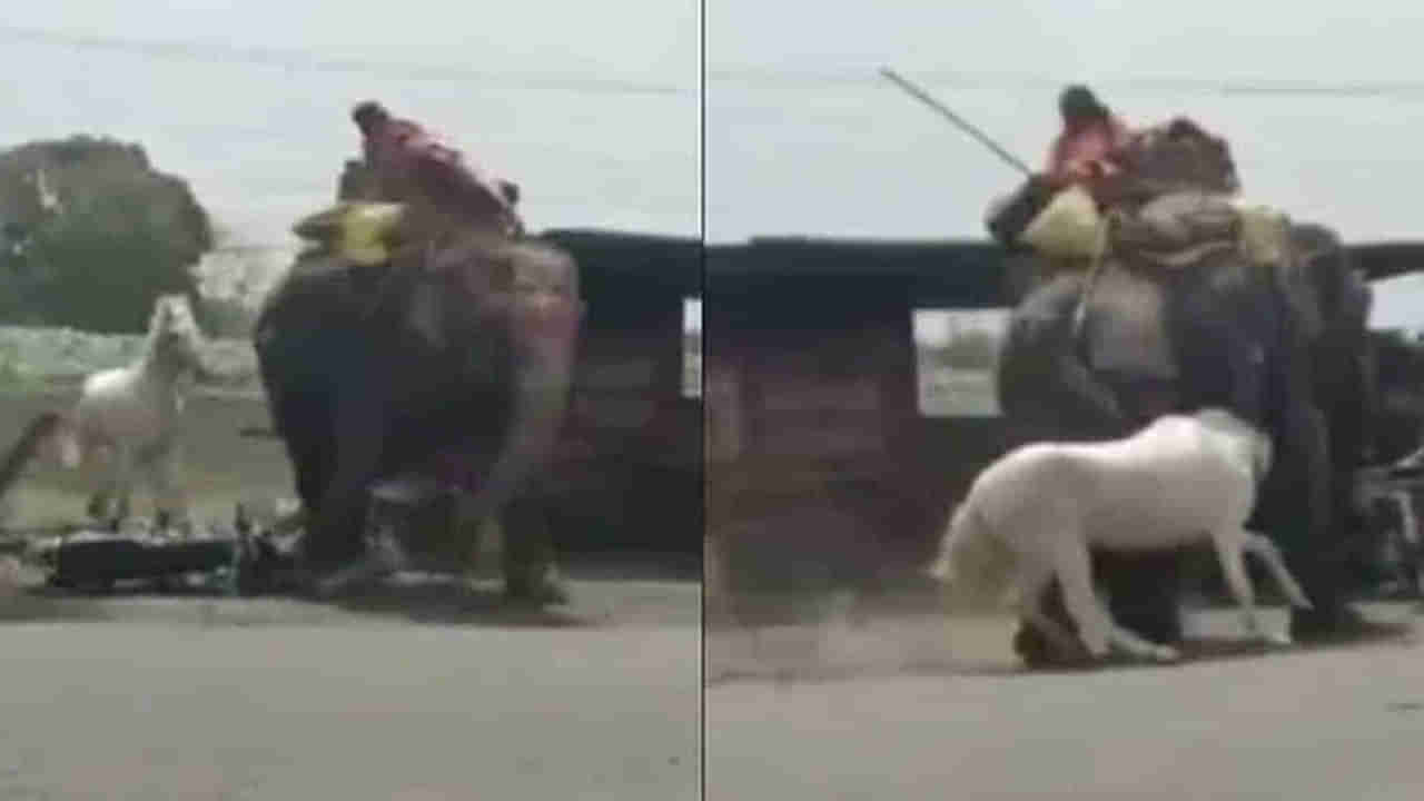 Viral Video: గుండెల్లో గట్స్‌ ఉండాలి బాస్‌.. సైజ్‌లో ఏముంది... భారీ ఏనుగును పరిగెత్తించిన బక్క గుర్రం.. వీడియో వైరల్‌