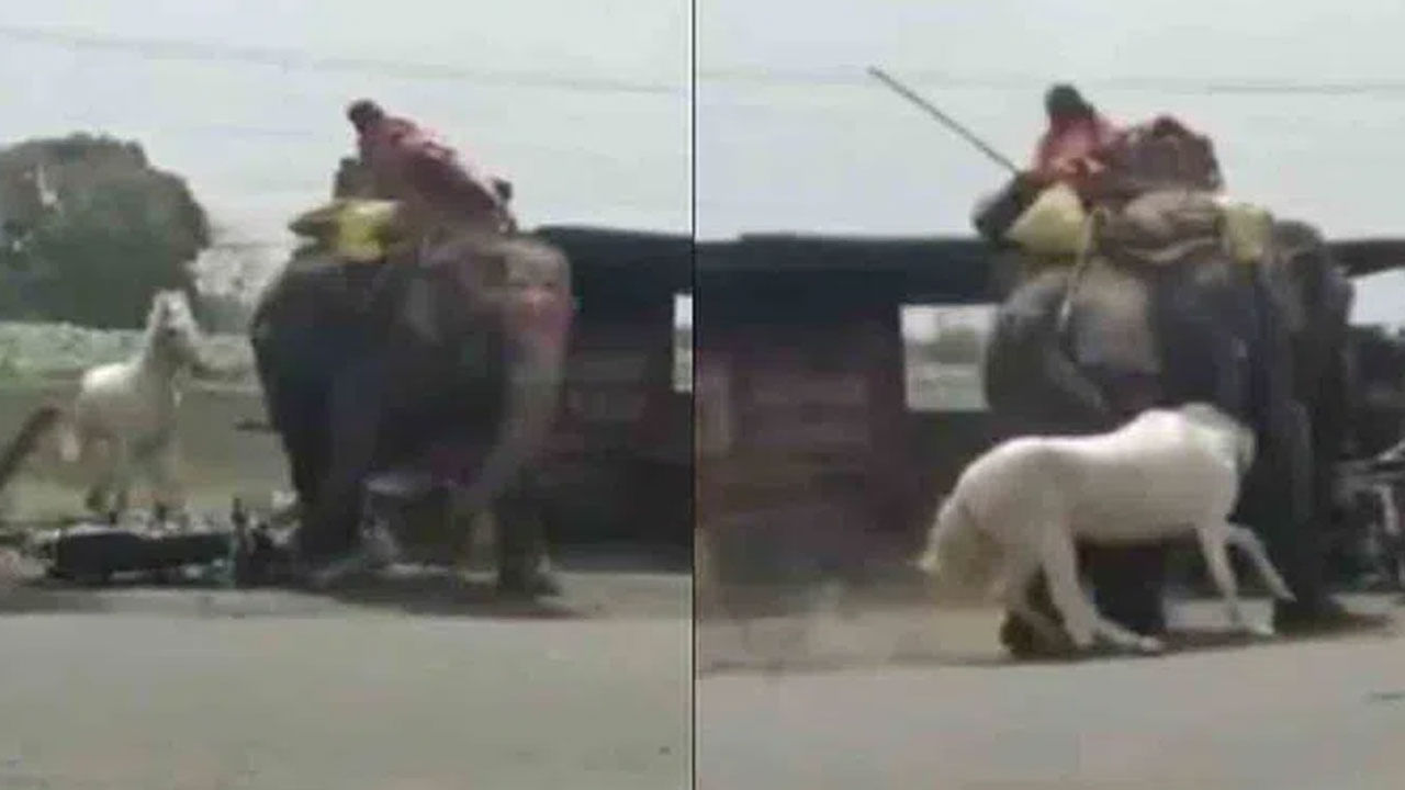 Viral Video: గుండెల్లో గట్స్ ఉండాలి బాస్.. సైజ్లో ఏముంది... భారీ ఏనుగును పరిగెత్తించిన బక్క గుర్రం.. వీడియో వైరల్