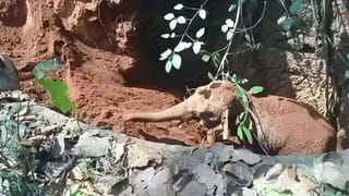 Viral Video: సూపర్‌ మార్కెట్‌లో దూరి ఏనుగు  షాపింగ్‌… బిల్లు చెల్లించిన వన్యప్రాణి సంరక్షణ కేంద్రం