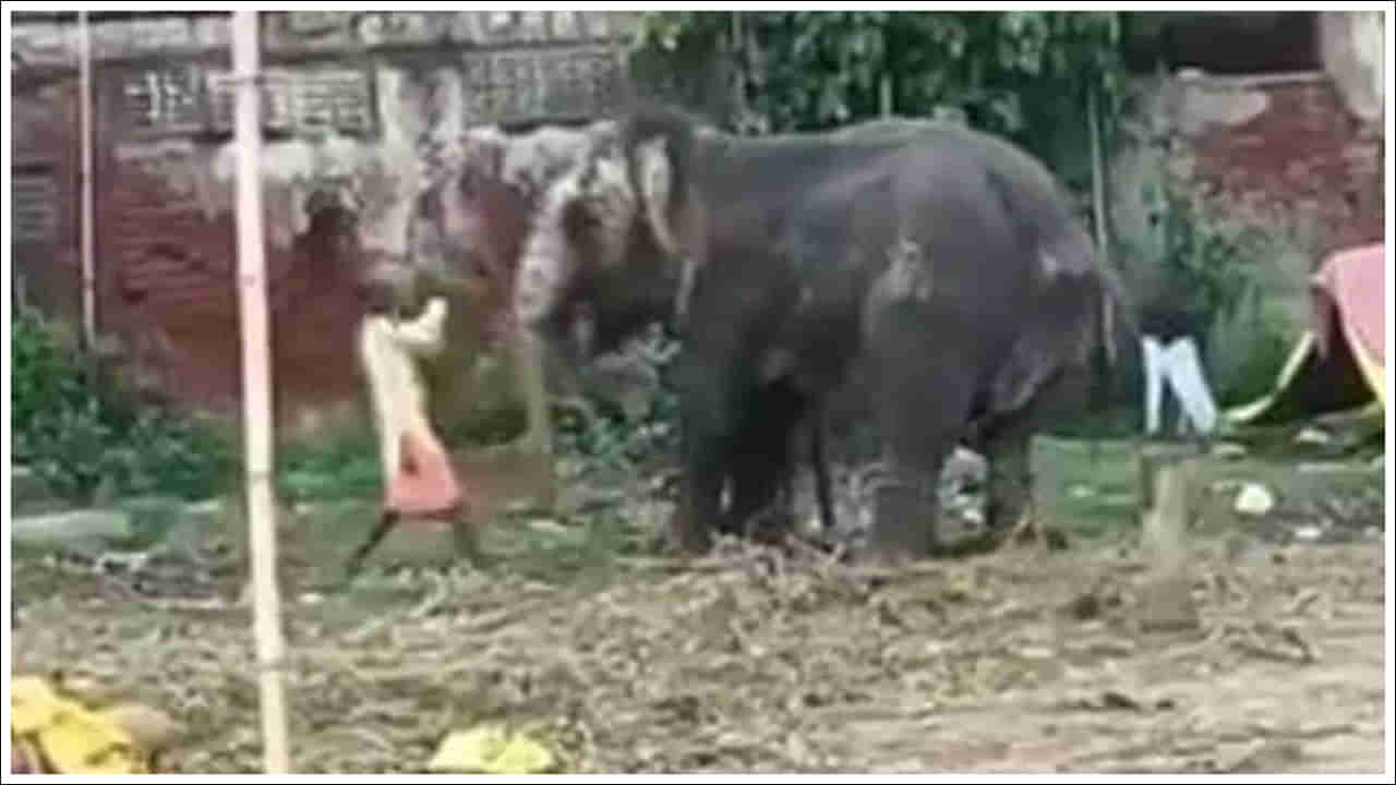 Video Viral: వీడు మనిషేనా.. ఏనుగును ఎలా కొడుతున్నాడో చూడండి.. అటవీ శాఖ అధికారులు ఏం చేశారంటే..