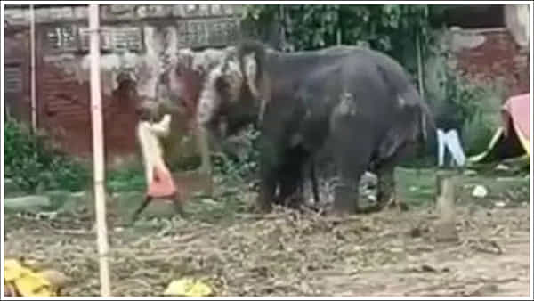 Video Viral: వీడు మనిషేనా.. ఏనుగును ఎలా కొడుతున్నాడో చూడండి.. అటవీ శాఖ అధికారులు ఏం చేశారంటే..