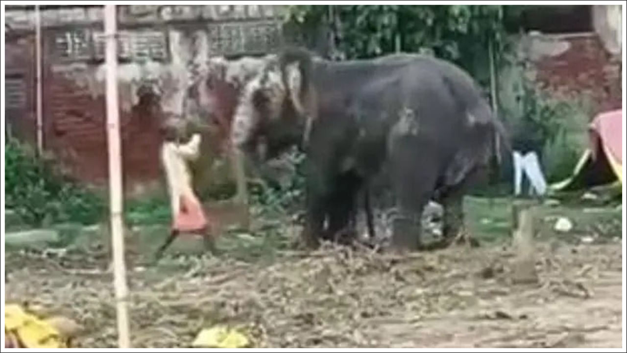 Video Viral: వీడు మనిషేనా.. ఏనుగును ఎలా కొడుతున్నాడో చూడండి.. అటవీ శాఖ అధికారులు ఏం చేశారంటే..