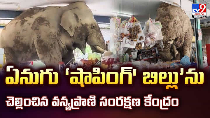 ఏనుగు ‘షాపింగ్' బిల్లు’ను చెల్లించిన వన్యప్రాణి సంరక్షణ కేంద్రం వీడియో ఏనుగు ‘షాపింగ్' బిల్లు’ను చెల్లించిన వన్యప్రాణి సంరక్షణ కేంద్రం వీడియో