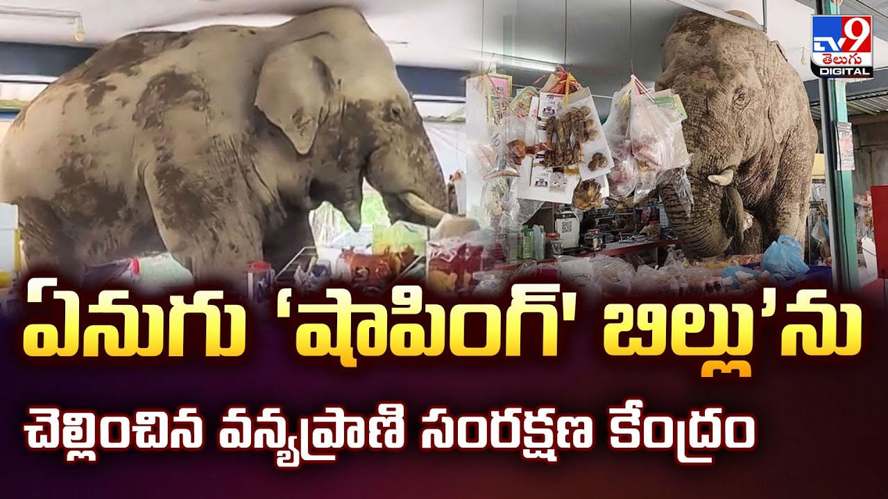 ఏనుగు ‘షాపింగ్‌' బిల్లు’ను చెల్లించిన వన్యప్రాణి సంరక్షణ కేంద్రం వీడియో