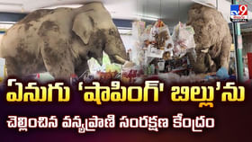 ఏనుగు ‘షాపింగ్' బిల్లు’ను చెల్లించిన వన్యప్రాణి సంరక్షణ కేంద్రం ఏనుగు ‘షాపింగ్' బిల్లు’ను చెల్లించిన వన్యప్రాణి సంరక్షణ కేంద్రం