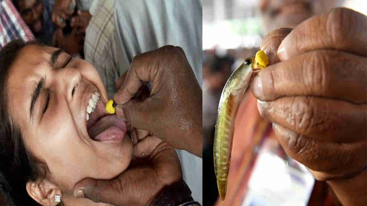 Fish Prasadam: చేప ప్రసాదం పంపిణీకి పోటెత్తిన జనం.. టైమింగ్స్‌ ఇవే!