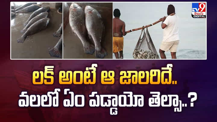 లక్ అంటే ఆ జాలరిదే.. ఒక్క దెబ్బకు లక్షాధికారిని చేసిందిగా లక్ అంటే ఆ జాలరిదే.. ఒక్క దెబ్బకు లక్షాధికారిని చేసిందిగా