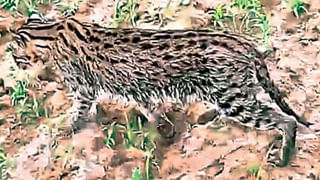 Andhra News: వీఆర్వో ఇంట్లో నకిలీ రెవెన్యూ రికార్డులు తయారీ.. పోలీసుల సోదాల్లో వెలుగులోకి సంచలన విషయాలు!