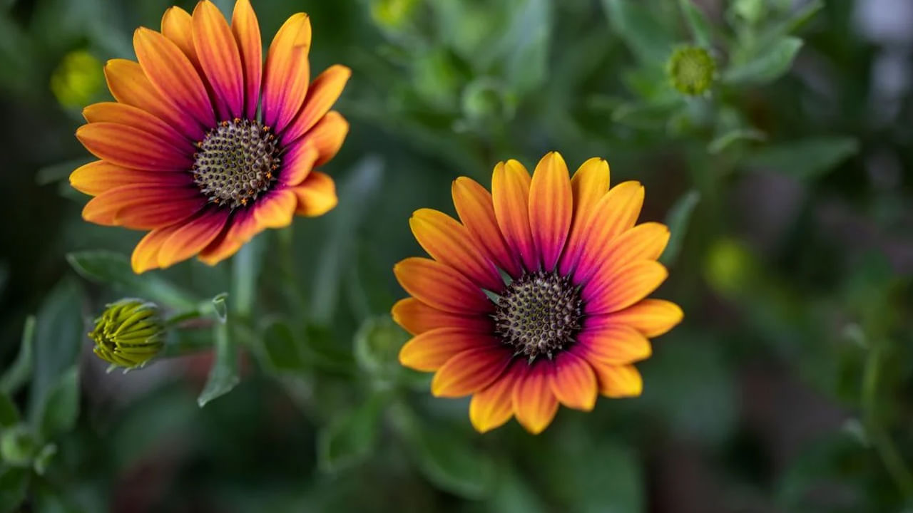 కలేన్డ్యులా ఇది చాలా అందమైన మొక్కల్లో ఒకటి. ఈ మొక్క పూలు చాలా అందంగా ఉంటాయి. అంతే కాకుండా ఇది చర్మసౌందర్యానికి కూడా చాలా ఉపయోగపడుతుంది. ఎందుకంటే ఈ మొక్కలో అనేక ఔషధ గుణాలు చర్మసౌందర్యాన్ని కాపాడుతాయి. అయితే వీటిని జూన్ చివరలో విత్తుకోవచ్చు. కానీ కాస్త నీడ ఉండే ప్రదేశంలో ఈ మొక్కలను పెంచుకోవడం బెస్ట్.