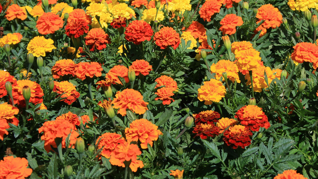 బంతిపువ్వులు, ఈ మొక్కలు చాలా విరివిగా దొరుకుతాయి. అంతే కాకుండా ఇందులో మూడు రంగులు ఉంటాయి. వీటిని ఇంటి ఆవరణంలో పెట్టుకోవడం వలన పాములు కూడా రావు అంటారు. అంతే కాకుండా ఈ పూలు చాలా ఎక్కువ మొత్తంలో పూస్తుంటాయి. అయితే ఈ పువ్వు విత్తనాలను జూన్ చివర్లో నాటడం వలన ఈ మొక్క పూలు సెప్టెంబర్‌లో వికసిస్తాయి.