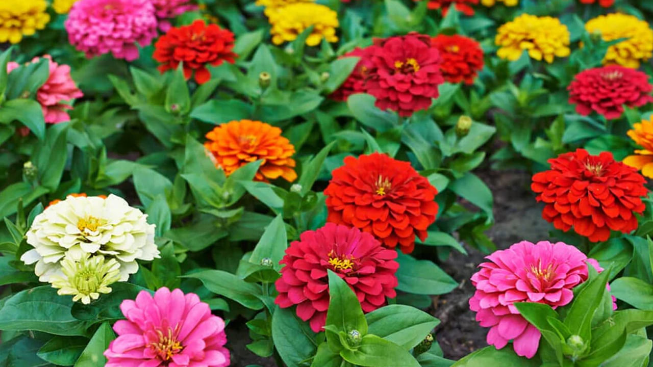  జిన్నియా, దీనిని పట్నం బంతిపువ్వులు అని కూడా పిలుస్తారు కొన్ని చోట్ల. అయితే ఈ మొక్క విత్తనాలు మార్కెట్‌లో చాలా దొరుకుతాయి. ఈ పూలు వివిధ రంగుల్లో ఉంటాయి. అంతేకాకుండా అందరినీ ఆకర్షిస్తాయి. అయితే ఈ మొక్క విత్తనాలను జూన్ చివరి వారంలో విత్తడం వలన  ఇవి ఆగస్టు, సెప్టెంబర్ మధ్యలో ఈ మొక్కపూలు వికసిస్తాయి.