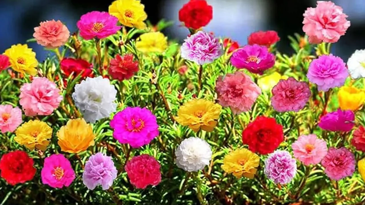 పోర్టులాకా, దీనిని గంటల పువ్వులు లేదా గడ్డి మొక్కలు పువ్వులు, గడ్డి గులాబీ ఇలా చాలా రకాలుగా పిలుస్తుంటారు. ఇవి పెట్టిన మరసటి రోజే పూలు పూస్తాయి. అంతే కాకుండా ఇంటిఆవరణంలో పెట్టుకోవడం లేదా బాల్కానీలో పెట్టుకోవడం వలన ఈ పూలతో ఇంటికే అందం వస్తుంది. అయితే మొక్కలను కాస్త ఎండ తగిలే చోట నాటుకోవాలి.