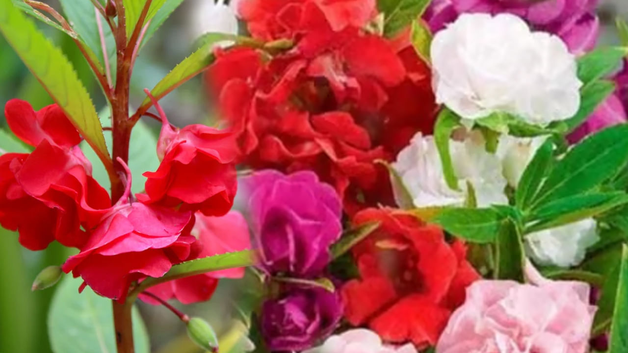 బాల్సమ్ పూలు.వీటిని గోరంట పూలు కూడా అంటారు. ఇవి వర్షాకాలంలో మాత్రమే పూస్తుంటాయి. చెట్టు నిండుగా గుంపుల గుంపులుగా ఈ పూలు పూస్తాయి. చూడనీకి చాలా ఆకర్షణీయంగా కనిపిస్తాయి. అంతే కాకుండా ఈ పూలు వివిధ రంగుల్లో వికసిస్తాయి. అయితే ఈ మొక్క విత్తనాలు విత్తేటప్పుడు కాస్త తేమగా ఉండే ప్రదేశంలో నాటడం ఉత్తమం. 