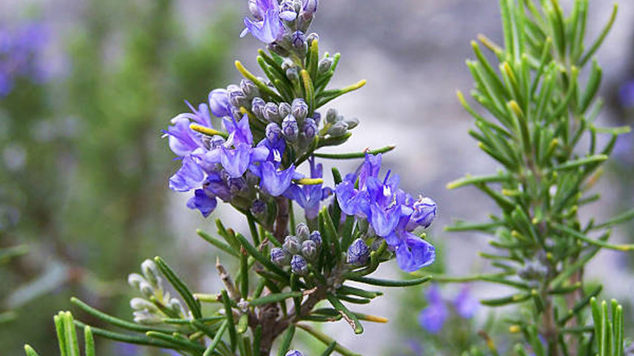 Flowers1