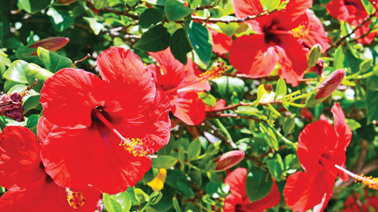 Flowers2