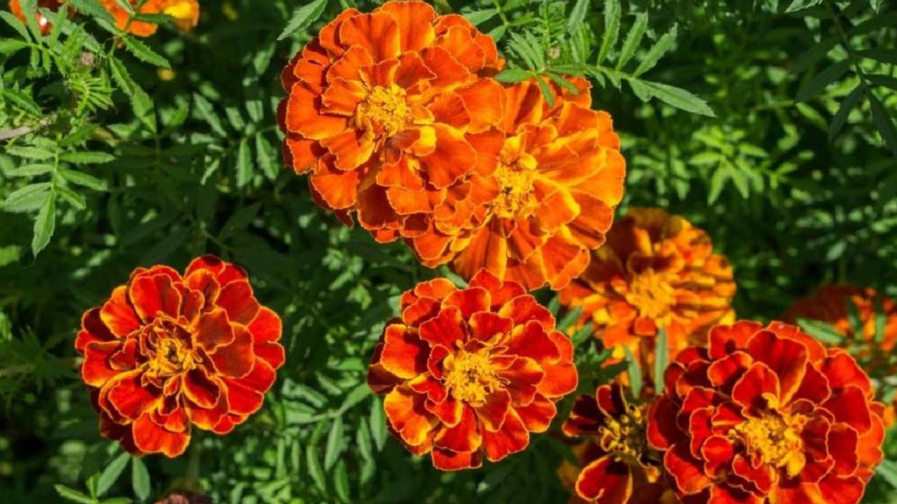 Flowers4